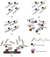 Graphical abstract: An integrated microfluidic system with shear force control for an automatically modified mRNA display technique for screening high-specificity peptide probes
