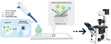 Graphical abstract: Realization of rapid diabetic retinopathy screening with lipocalin 1 in tear using enhanced immunofluorescence photonic crystal microchip