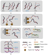 Graphical abstract: An integrated microfluidic system for automated extraction of in vitro transcribed mRNAs via probe-coated magnetic beads