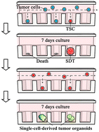 Graphical abstract: Microfluidic single-cell culture represents a versatile approach for tumor stem cell expansion and tumor organoid generation