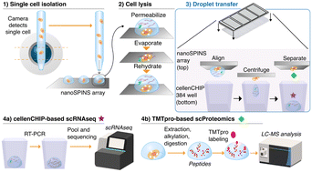 Graphical abstract: High-throughput single-cell proteomics and transcriptomics from same cells with a nanoliter-scale, spin-transfer approach