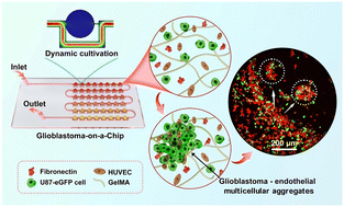 Graphical abstract: Engineering spatially defined extracellular matrix gradients to govern self-organized multicellular aggregates in a glioblastoma-on-a-chip