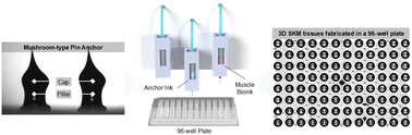 Graphical abstract: High-throughput and efficient fabrication of engineered skeletal muscle tissue via streamlined 3D multimaterial bioprinting