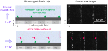 Graphical abstract: Fast and precise magnetophoresis of superparamagnetic nanoparticles on a micro-magnetic substrate in a static liquid environment