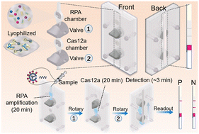 Graphical abstract: An integrated valved microfluidic platform for rapid and simultaneous nucleic acid detection