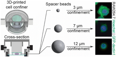 Graphical abstract: A customizable, low-cost 3D-printed device for live cell confinement imaging