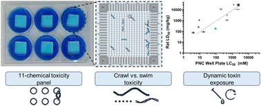 Graphical abstract: Microfluidic well plates integrated with passive nematode culture chambers for multiplexed chemical toxicity assays in C. elegans