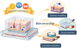 Graphical abstract: Dynamic biomimicry in skin-on-a-chip: multi-scale construction to translational dermatology, drug screening and cosmetic evaluation