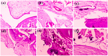 Graphical abstract: Interfacial response of Mg–Ca–Si–Zr nanoparticles for transformative orthopedic therapeutics