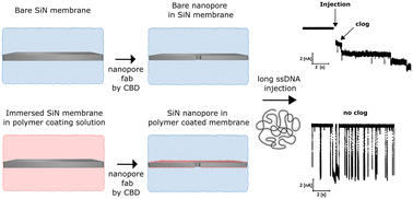 Graphical abstract: Unraveling clogging of solid-state nanopores by selective polymer coating: surface potential measurements and sensing of long single stranded DNA