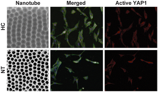 Graphical abstract: Exploring the influence of anodization-derived nanotubular and honeycomb surfaces on the osteogenic behaviour of human MG63 osteoblastic cells