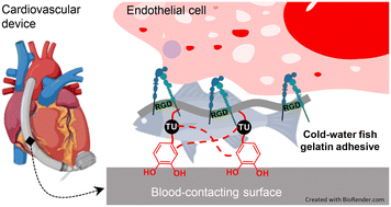Graphical abstract: A mussel-inspired cold-water fish gelatin adhesive for surface endothelialization