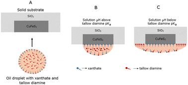 Graphical abstract: Chalcopyrite–quartz mineral surfaces: controlled wetting and spreading by xanthate-tallow diamine emulsions