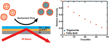 Graphical abstract: In situ monitoring of lipid removal from model fabric surfaces
