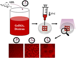 Graphical abstract: Controlled in situ acidification enables the 3D printability of GelMA–dextran aqueous two-phase hydrogel with unique interconnected porosity