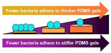 Graphical abstract: Polydimethylsiloxane gel thickness and stiffness affect the initial adhesion of Escherichia coli and Staphylococcus aureus