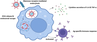 Graphical abstract: Mannose-decorated polymersomes loaded with antigens and TLR7/8 agonists targeting antigen-presenting cells for enhancing vaccine efficacy