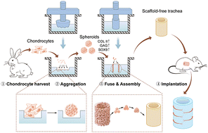 Graphical abstract: Scaffold-free biofabrication of tissue engineered trachea by cartilage microtissue assembly