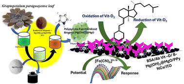 Graphical abstract: Fabrication of a polypyrrole-functionalized biogenic Mg(OH)2@MgO immunosensor, synthesized using Graptopetalum paraguayense leaf extract, for selective and efficient impedimetric detection of cholecalciferol (Vit-D3)