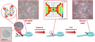 Graphical abstract: Amphiphilic cyclodextrin-based nanocarriers for magnetic delivery of a morphogen in microfluidic environments
