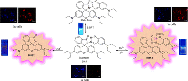 Graphical abstract: Fluorescence switching via competitive ESIPT and spirolactam ring opening in a multifunctional rhodamine B probe for selective detection of Cu2+ and OCl−: theoretical insights with anticancer and biosensor activity
