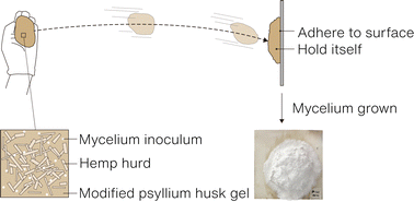 Graphical abstract: Engineering shootable mycelium-bound composites (MBCs) as living building materials
