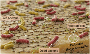 Graphical abstract: 2D-Germanane-reinforced poly(lactic acid): nanocomposites with enhanced antioxidative and antibacterial activity