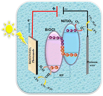 Graphical abstract: Integrated hierarchical Z-scheme BiOCl/NiTiO3 heterostructured photoanode and its photoelectrocatalytic application in ciprofloxacin degradation