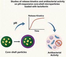 Graphical abstract: Studies of release kinetics and antibacterial activity on pH-responsive core–shell microparticles loaded with lactoferrin