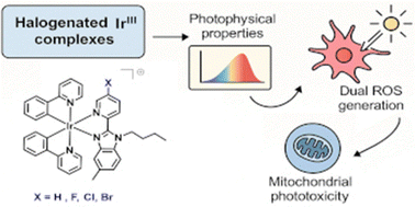 Graphical abstract: Cationic iridium(iii) complexes with a halogen-substituted pyridylbenzimidazole ancillary ligand for photodynamic therapy