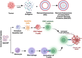 Graphical abstract: Nanoarchaeosomes loaded with tumor antigens elicit antigen-presenting cell activation and T cell response for cervical cancer immunotherapy