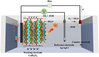Graphical abstract: Enhancing the uniformity of CuBi2O4 thin films for photoelectrochemical (PEC) water splitting through a urea-modified ethylene glycol electrolyte