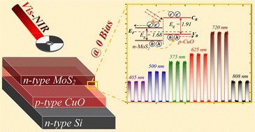Graphical abstract: Self-biased visible-NIR photodetection enabled via a dual-heterojunction n-MoS2/p-CuO/n-Si design