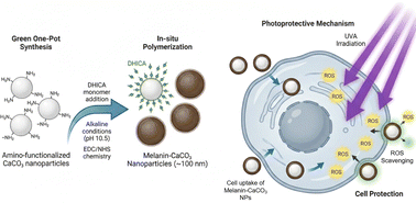 Graphical abstract: Biocompatible melanin-functionalized CaCO3 nanoparticles for cell protection against photoinduced oxidative stress