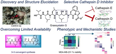 Graphical abstract: Grassystatin G, a new cathepsin D inhibitor from marine cyanobacteria: discovery, synthesis, and biological characterization