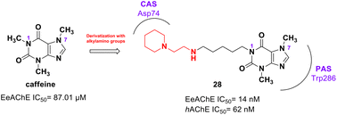 Graphical abstract: Novel potent and selective dual acetylcholinesterase inhibitors: N-substituted theobromine and theophylline derivatives