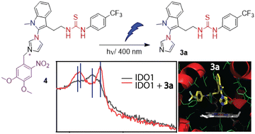 Graphical abstract: Photoresponsive prodrug for regulated inhibition of indoleamine 2,3-dioxygenase 1 enzyme activity