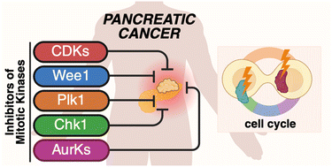 Graphical abstract: Current progress in targeting mitotic kinases in PDAC