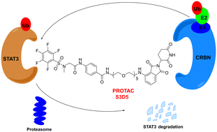 Graphical abstract: Discovery of a potent and selective PROTAC degrader for STAT3
