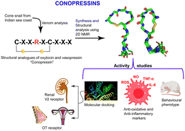 Graphical abstract: Structure and activity of conopressins: insights into in silico oxytocin/V2 receptor interactions, anti-inflammatory potential, and behavioural studies