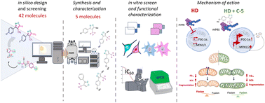 Graphical abstract: Novel small molecule derivatives improve survivability in the cellular model of Huntington's disease via improving mitochondrial fusion
