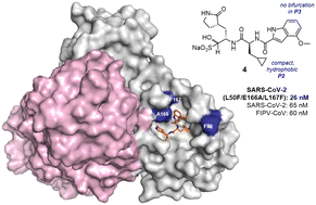 Graphical abstract: Structural insights into the nirmatrelvir-resistant SARS-CoV-2 Mpro L50F/E166A/L167F triple mutant-inhibitor-complex reveal strategies for next generation coronaviral inhibitor design