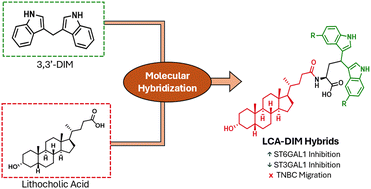 Graphical abstract: Novel lithocholic acid-diindolylmethane hybrids as potent sialyltransferase inhibitors targeting triple-negative breast cancer: a molecular hybridization approach