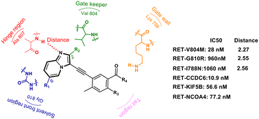 Graphical abstract: Hinge binder modification into imidazopyridine for targeting actionable mutations of RET kinase