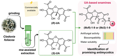 Graphical abstract: Discovery of semisynthetic derivatives of (R)- and (S)-usnic acids as potential antifungal agents against C. tropicalis and T. rubrum