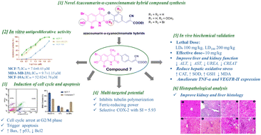 Graphical abstract: Multi-targeted azacoumarin–cyanocinnamate hybrids induce G2/M arrest and apoptosis via tubulin, and COX-2/VEGFR modulation: insights from in vitro mechanistic basis and in vivo validation