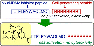 Graphical abstract: Polyethylene glycol incorporation to reduce the cytotoxicity associated with cationic cell-penetrating-peptide conjugation
