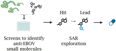 Graphical abstract: Small molecule drug discovery for Ebola virus disease