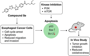Graphical abstract: Design, synthesis, and biological evaluation of procaine-based triazole–isoxazoline hybrids as selective PI3K/mTOR inhibitors for esophageal cancer therapy: in vitro and in vivo studies