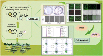 Graphical abstract: Discovery of novel dehydroabietylamine–pyrimidine hybrids: design, synthesis and anti-tumor evaluation
